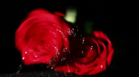 0575 Roses Falling in Slow Motion Stock Footage 35512457