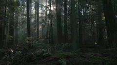 Pacific Northwest Forest Misty Morning dolly shot