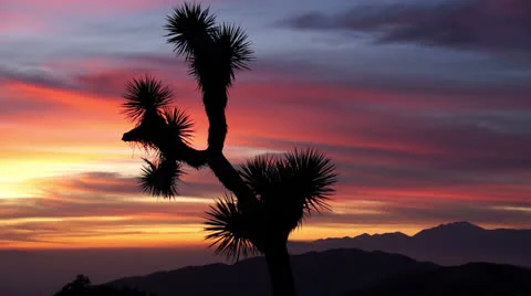 057JoshuaTreeNP Stock-Footage 26499145