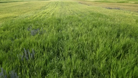 058 Video stock 246072359