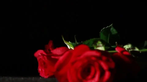 0581 Roses Falling in Slow Motion Stock Footage 35512493