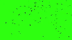 a flock of crows circling green screen