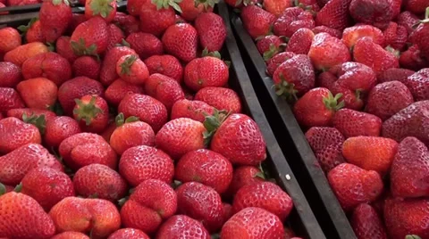 0582  Tomatoes Stock Footage 35266203