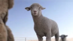 Lamb With Audio