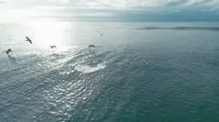 aerial drone view of pelican birds flying over the ocean