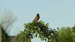 Robin singing songbird chirps, perched in tree