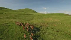 Dramatic aerial shot of a herd of deer running across grass