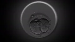 Human cell division timelapse