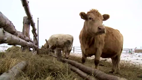 059 White cows eat grass forage at a ranch farm in winter. Video stock 169858929