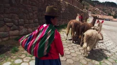 Rear view of Peruvian woman driving llamas along a street in Cusco