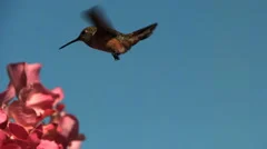 Ultra-slow motion shot of a hummingbird at a flower