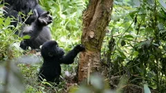 Mountain gorilla in the impenetrable Forest in Uganda, Bwindi National Park, Afr