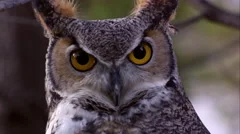 Great Horned owl's head swiveling and hooting.