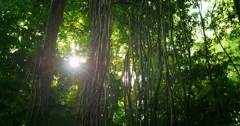 Sunlight beam flicker through leaves and trees of rainforest canopy in jungle