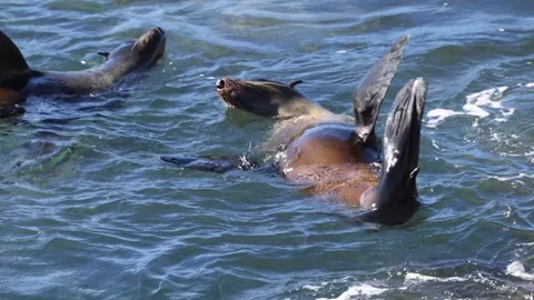 059A3427 Narooma AustralianFurSeal Floating Diving Stock Footage 336933683
