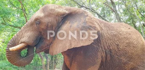 06 African Elephant close encounter sanctuary trunk in mouth Stock Photos