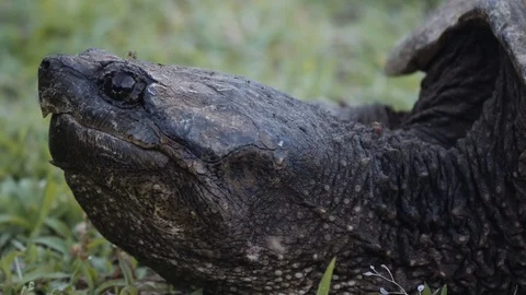06 Snapping Turtle - Pre-colored - 4K 60P 스톡 동영상 90623421