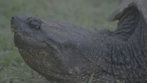 06 Snapping Turtle - Uncolored V-Log - 4K 60P 스톡 동영상 90623419