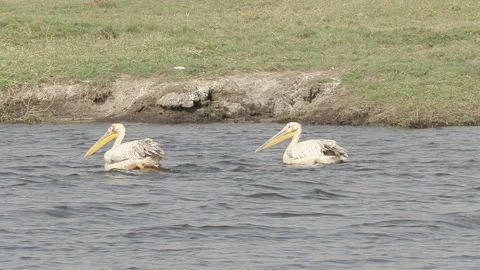 06 Two Pink-Backed Pelcans swimming in the Chobe River Botswana Stock Footage 149351088