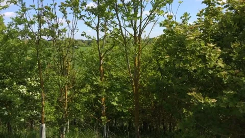 06 UK English hedgerow Springtime 5th May 2020 Stock Footage 144059700