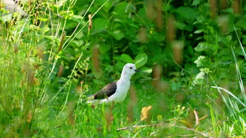 06 WilhelmaSpecht ProRes UHD 動画素材 315499668