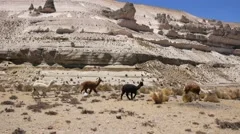 Wild alpacas