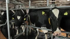 Cows on farm. Milking hall