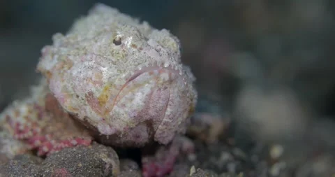 0602 Fish - White devil scorpionfish (Scorpaenopsis diabolus) false stonefi.. Stock Footage 275885449