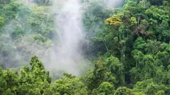Humid climate of asian rainforest. Mist and fog among jungle forest canopy