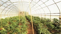 Green House Organic Tomato Farming