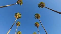Palm Trees Single Line in Hollywood California treeline moving horizontally