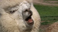 Alpaca Moving Mouth As If Singing