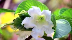 white malva flower blooming on summer background