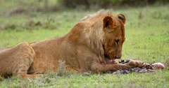 Young Male Lion feeding on Baboon
