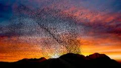 Flock of birds swarming against a sunset sky over mountains
