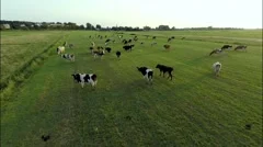 Aerial view of cows running in field