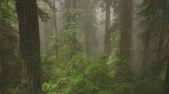 Misty Redwoods Aerial Fast Forward 4K