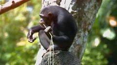 Mature Chimpanzee Using Grass to Collect Water at the Zoo. Video UltraHD