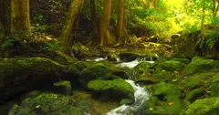 Deep forest beautiful nature 4K background. Water stream flows among mossy rocks