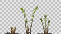 Time-Lapse Of Growing Baby Fern Plants With Alpha Matte