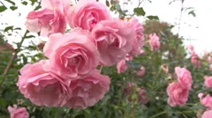 Pink Rose Bush In English Garden In Slow Motion