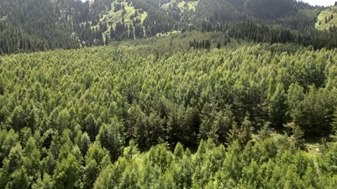 061 Video stock 246088167