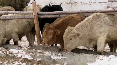 061 White cows eat feed from a feeder on a ranch farm in winter on the snow. Stock Footage 170358610