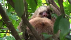 sloth on a tree - Costa Rica, rainforest