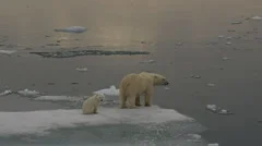 Slow motion - Polar Bear mother and cub leave ice edge to stare at camera