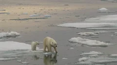 Slow motion - medium of polar bear and cub on ice edge with reflection