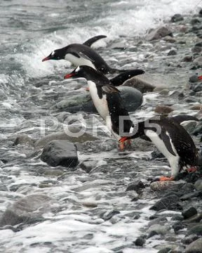 061211-096Lx.jpg Stock Photos