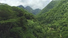 AERIAL: Dense acacia and palm trees forest in mountain jungle