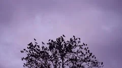 Birds Fly From Tree