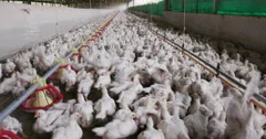 Intensive factory farming of chickens in broiler houses